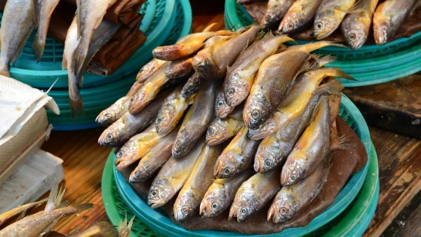 Fresh fish vs old fish