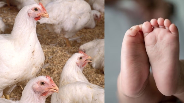 2-year-old girl dies due to bird flu