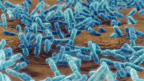 Antibiotic-Resistant Bacteria Spreading in Malaysia