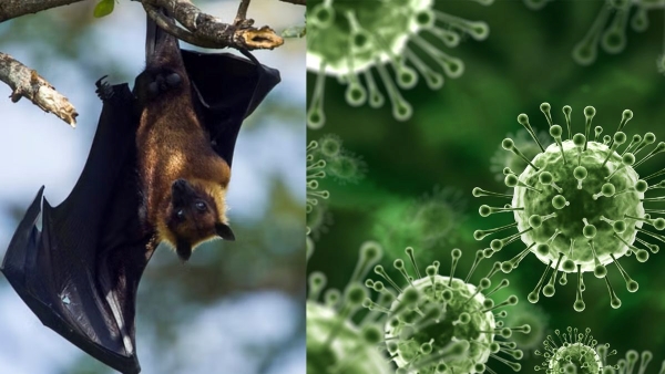 Kerala Nipah Virus Outbreak