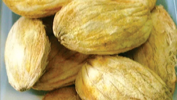 Benefits Of Mango Seeds Benefits Of Mango Seeds