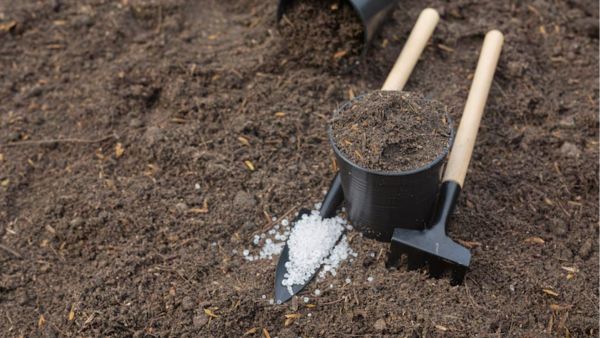 Monsoon Gardening Tips Monsoon Gardening Tips