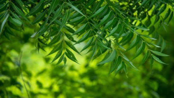 Snake repellent plants Snake repellent plants