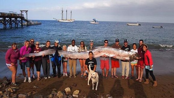 Oarfish in India