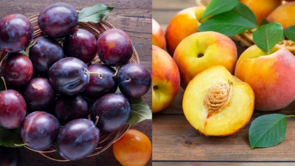 Peach Vs Plum