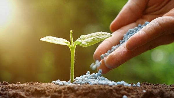 Monsoon Gardening Tips Monsoon Gardening Tips