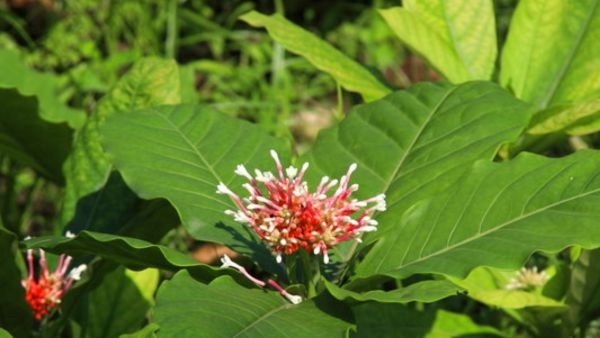 Snake repellent plants Snake repellent plants