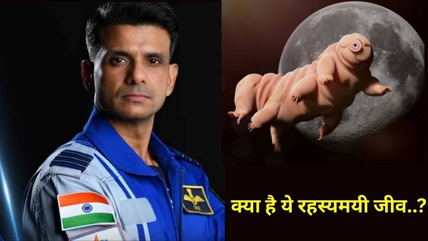 What Are Water Bears