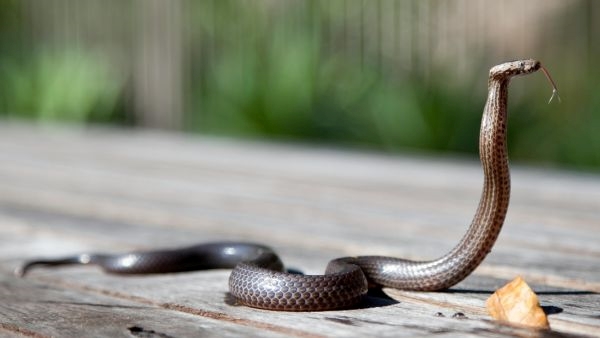 Snake repellent plants Snake repellent plants