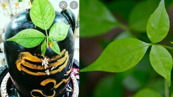 Benefits of Belpatra