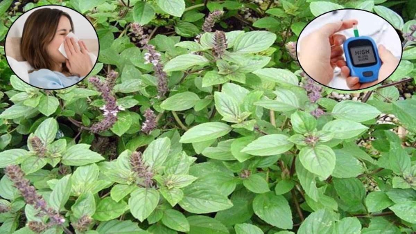 Benefits of Tulsi Leaves