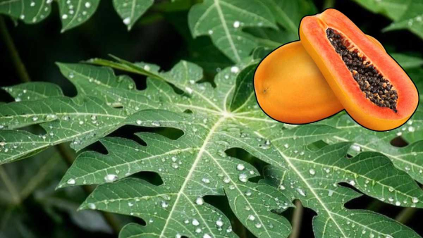 Benefits Of Papaya Leaves Benefits Of Papaya Leaves