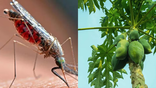 Benefits Of Papaya Leaves Benefits Of Papaya Leaves