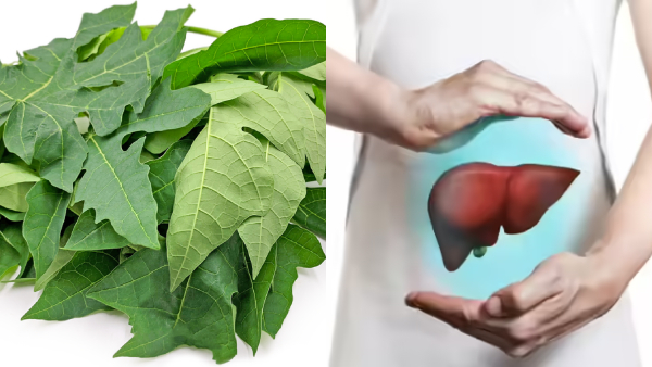 Benefits Of Papaya Leaves Benefits Of Papaya Leaves