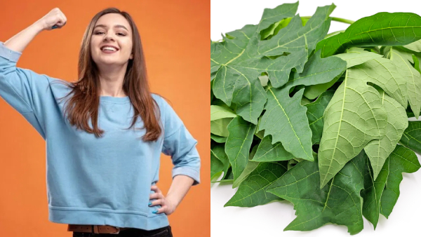 Benefits Of Papaya Leaves Benefits Of Papaya Leaves