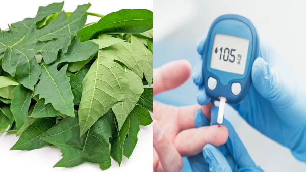Benefits Of Papaya Leaves Benefits Of Papaya Leaves