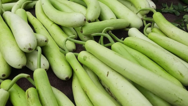 o Check Adulterated Bottle Gourd at Home