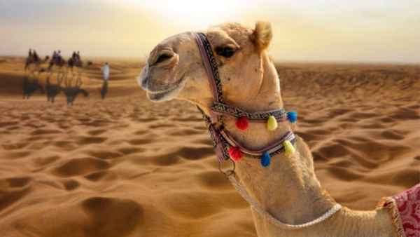 Camel Urine for Cancer Cure Camel Urine for Cancer Cure