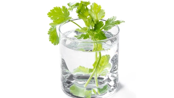 Simplest Way to Grow Coriander Indoors Simplest Way to Grow Coriander Indoors
