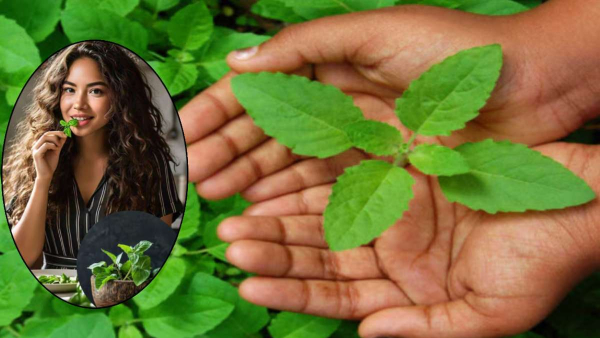 How To Eat Tulsi Leaves