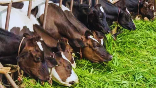 wednesday upay in sawan