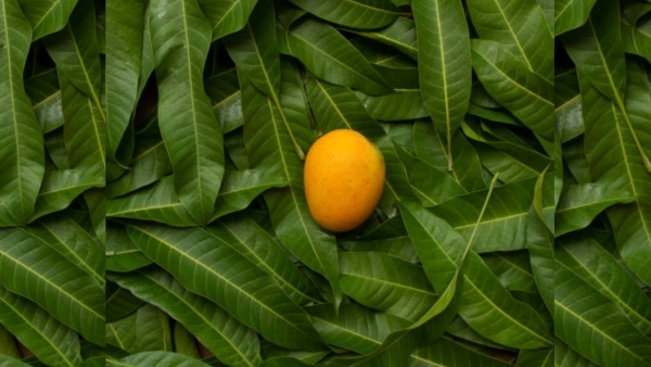 Health Benefits of Mango Leaves Health Benefits of Mango Leaves