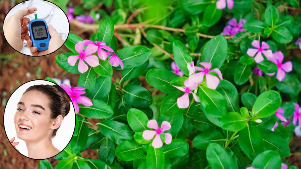 sadbhar leaves benefits