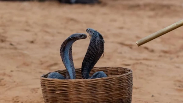 Snake Mela on Nag Panchami