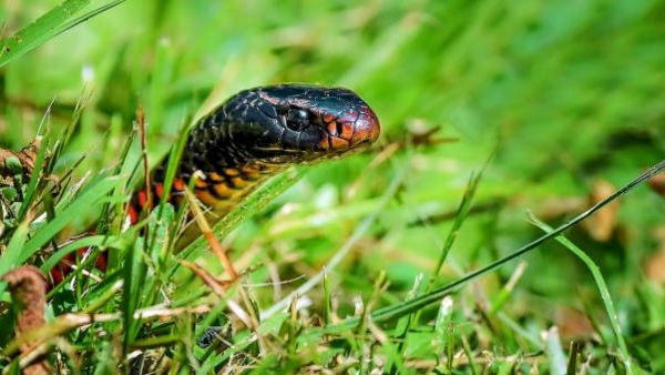 Plants that attract snakes in Monsoon