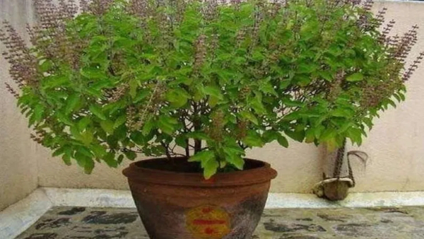 tulsi leaves benefits
