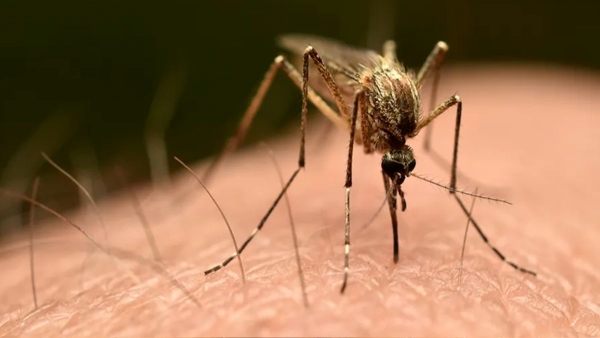 When Should You Get Tested for Chikungunya