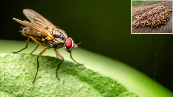 What Is Screwworm Disease