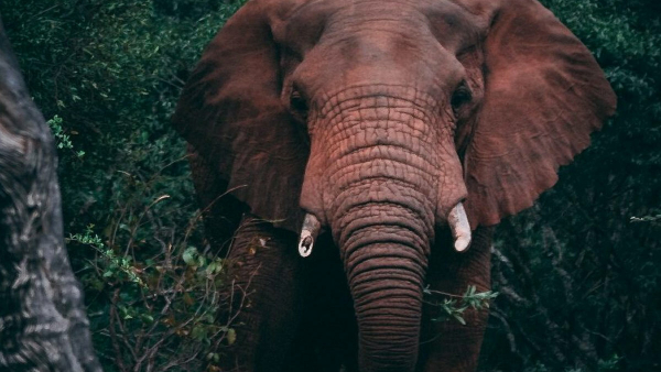 World Elephant Day 2025