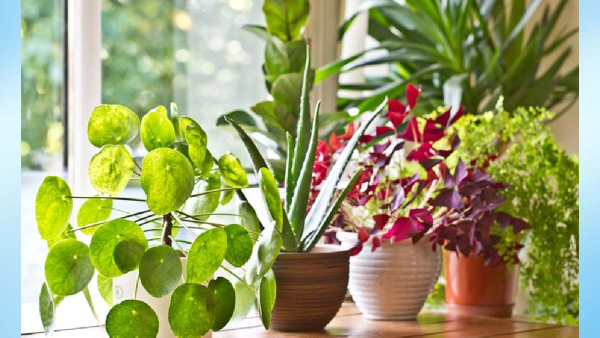 Best Plants For Money Or Good Luck