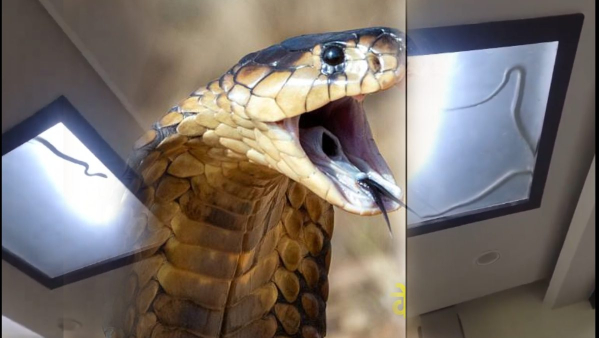King Cobra In House Viral Video