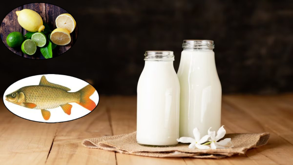 What Not To Eat With Milk