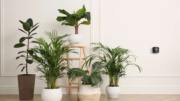 Air Purifying Indoor Plants Air Purifying Indoor Plants