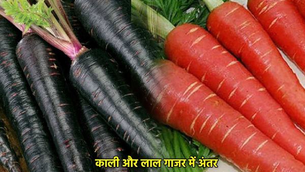 Black Vs Red Carrot Benefits