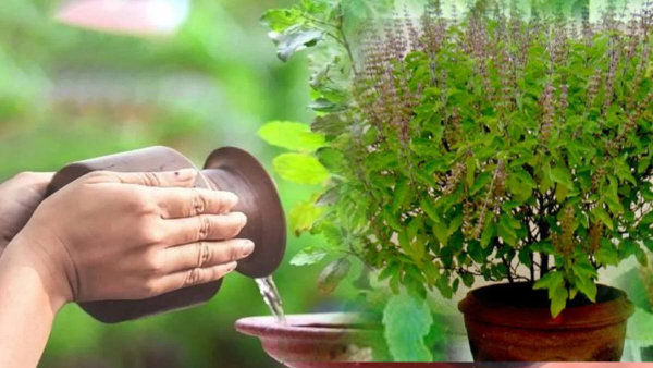 Tulsi Plant Care In Winters