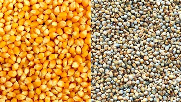 Makka Vs Bajra Makka Vs Bajra