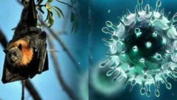 Nipah Virus