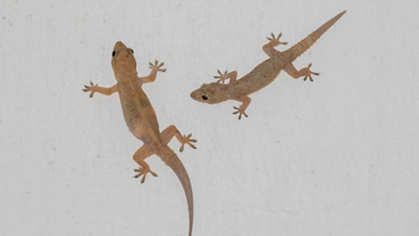 Home Remedies For Lizards Home Remedies For Lizards
