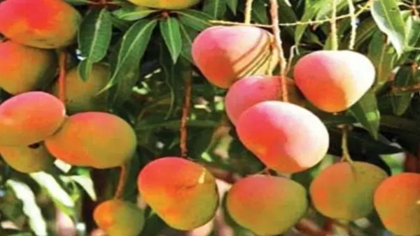 Mango Mango