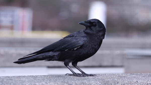 Crow Signs
