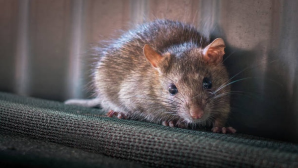 Rat Home Remedies