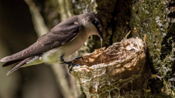 Bird Nest Saliva Bird Nest Saliva
