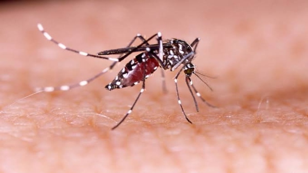 World Mosquito Day 2026 World Mosquito Day 2026
