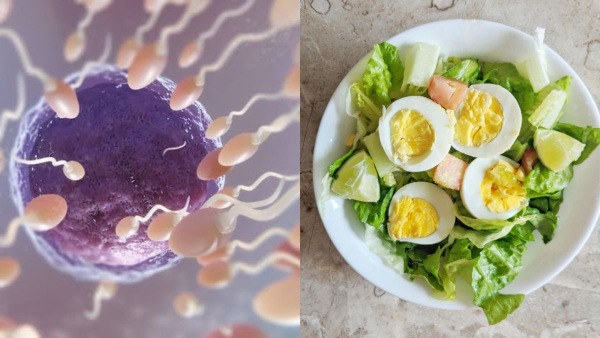 Sperm Count Increase Foods Sperm Count Increase Foods
