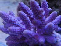 Corals