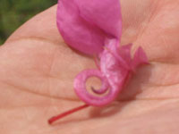 Lord Ganesha Appears On Flower